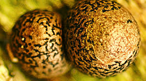 Attēlu rezultāti vaicājumam “Lycogala sphaeroconicum macro”