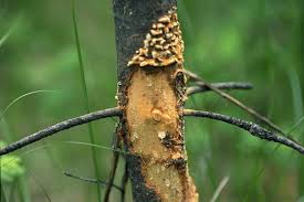 Attēlu rezultāti vaicājumam “Cribraria tenella stalked”