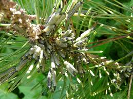 Attēlu rezultāti vaicājumam “Neodiprion sertifer larva”