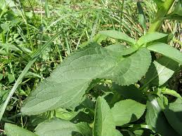 Attēlu rezultāti vaicājumam “Scrophularia umbrosa”