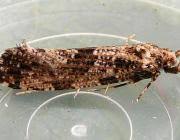 Attēlu rezultāti vaicājumam “Morophaga choragella”