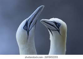 Image result for Morus bassanus