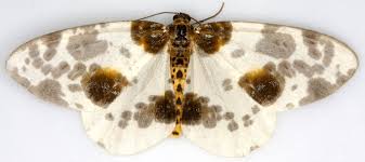 Attēlu rezultāti vaicājumam “Abraxas sylvata”