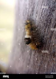 Attēlu rezultāti vaicājumam “Gynaephora selenitica larva”