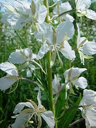 Attēlu rezultāti vaicājumam “Epilobium angustifolium bud”