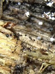 Attēlu rezultāti vaicājumam “Comatricha tenerrima young”