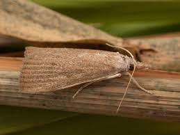 Attēlu rezultāti vaicājumam “Calamotropha paludella”