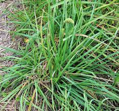 Attēlu rezultāti vaicājumam “Dactylis polygama”