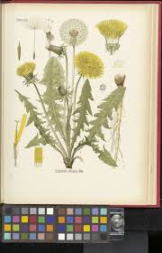 Attēlu rezultāti vaicājumam “Taraxacum officinale aggr. fruit”