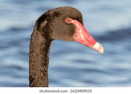 Attēlu rezultāti vaicājumam “Cygnus atratus”