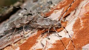 Attēlu rezultāti vaicājumam “Acanthocinus aedilis”