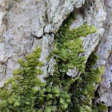 Attēlu rezultāti vaicājumam “Radula complanata sporophyte”