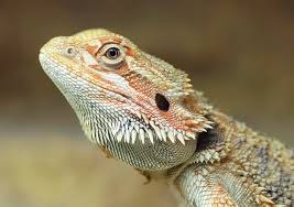 Image result for Central Weald Dragons