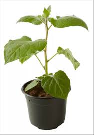 Image result for Lampionblume