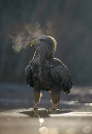 Attēlu rezultāti vaicājumam “Haliaeetus albicilla adult”