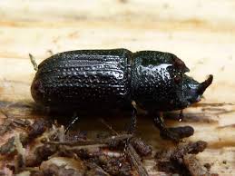 Attēlu rezultāti vaicājumam “Sinodendron cylindricum female”