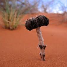 Attēlu rezultāti vaicājumam “Cribraria rufa young”