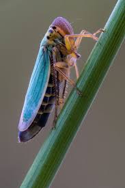 Attēlu rezultāti vaicājumam “Cicadella viridis”