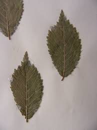 Attēlu rezultāti vaicājumam “Ulmus x hollandica leaf”