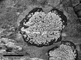 Attēlu rezultāti vaicājumam “Rhizocarpon geographicum”