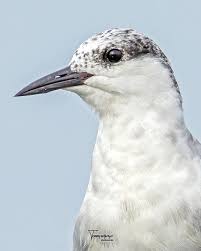 Attēlu rezultāti vaicājumam “Chlidonias hybrida”