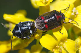 Attēlu rezultāti vaicājumam “Eurydema oleracea imago”