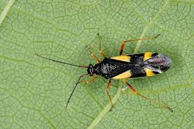 Attēlu rezultāti vaicājumam “Dryophilocoris flavoquadrimaculatus”