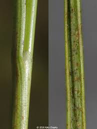 Attēlu rezultāti vaicājumam “Juncus compressus”