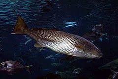 Image result for Argyrosomus inodorus