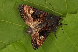 Attēlu rezultāti vaicājumam “Euplexia lucipara”