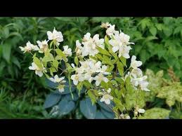 Attēlu rezultāti vaicājumam “Philadelphus lemoinei”