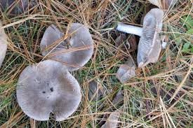 Attēlu rezultāti vaicājumam “Tricholoma sp.”