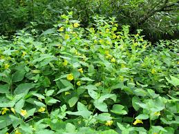 Attēlu rezultāti vaicājumam “Impatiens noli-tangere flower”