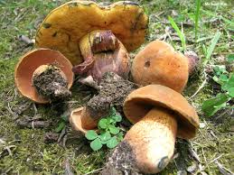 Attēlu rezultāti vaicājumam “Boletus luridus”