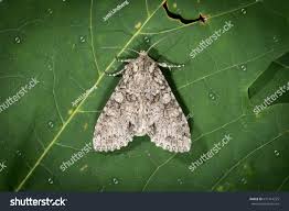 Attēlu rezultāti vaicājumam “Polia nebulosa”