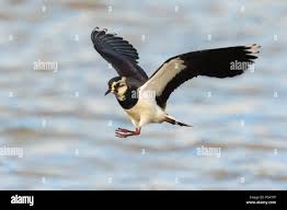 Attēlu rezultāti vaicājumam “Vanellus vanellus”