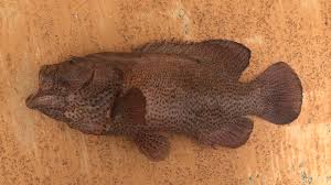 Image result for Cephalopholis cruentata