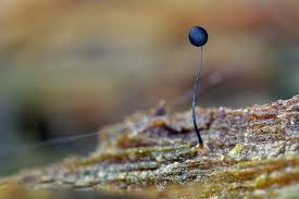 Attēlu rezultāti vaicājumam “Comatricha nigra young”