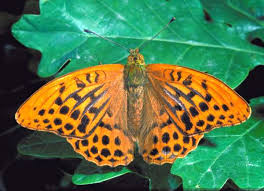 Attēlu rezultāti vaicājumam “Argynnis paphia female”