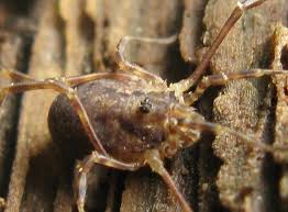 Attēlu rezultāti vaicājumam “Lophopilio palpinalis”