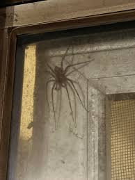 Attēlu rezultāti vaicājumam “Trichia longipalpis macro”