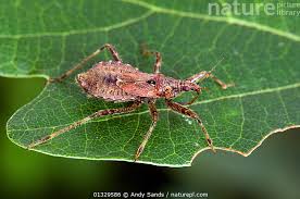 Attēlu rezultāti vaicājumam “Himacerus apterus”