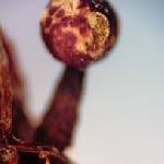 Attēlu rezultāti vaicājumam “Trichia longipalpis sessile”