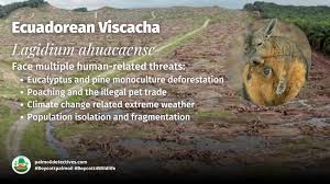 Image result for viscacha
