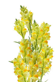 Attēlu rezultāti vaicājumam “Linaria vulgaris flower”