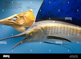 Image result for Xiphias gladius