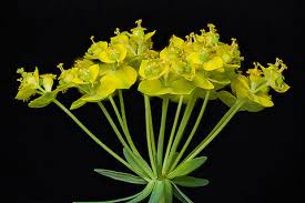 Attēlu rezultāti vaicājumam “Euphorbia cyparissias flower”