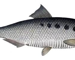 Image result for Alosa alosa