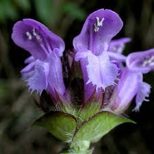 Attēlu rezultāti vaicājumam “Prunella vulgaris”