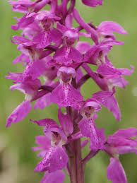 Attēlu rezultāti vaicājumam “Orchis mascula flower”